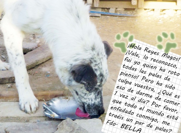 http://blogs.20minutos.es/animalesenadopcion/files/2011/12/bella-pide2.jpg