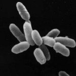 Halobacteria / Wikipedia