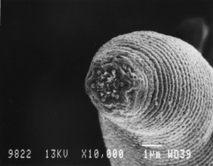 El gusano nematodo 'Halicephalobus mephisto', hallado a 3.600 metros de profundidad en una mina, es el organismo multicelular conocido que vive a mayor profundidad bajo el suelo. Imagen de Universidad de Gante / Gaetan Borgonie.