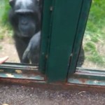 blog-chimpancegestos