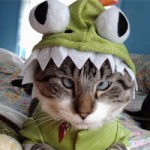 blog-gato-disfrazado