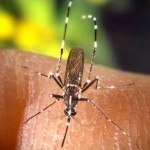 Aedes-albopictus