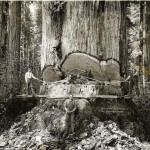 1lumberjacks-redwood-9[6]