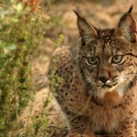 Lince-1