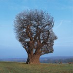 «Tree of Half Life» (camiseta para Pink Floyd, 1997)
