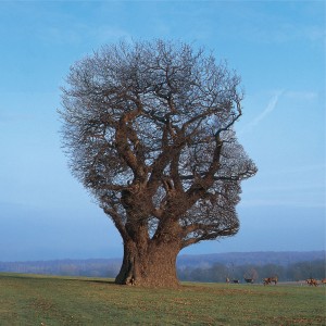 "Tree of Half Life" (camiseta para Pink Floyd, 1997)