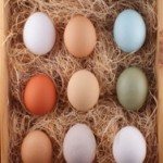 Por qué los huevos de gallina son de diferentes colores