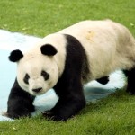 ¿Por qué los osos panda tienen la cara redonda?