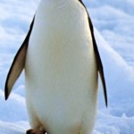 Por qué no se les congelan los pies a los pingüinos cuando andan sobre el hielo