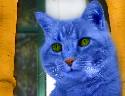 diamante ven ropa El error de traducción que tiñó de azul al gato de la famosa canción de  Roberto Carlos